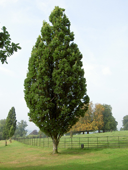    Quercusrobur Fastigiata 
